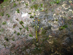 Scelimena guangxiensis