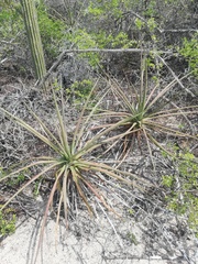Agave karwinskii