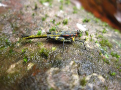 Scelimena guangxiensis