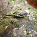 Scelimena guangxiensis - Photo (c) manassas, algunos derechos reservados (CC BY-NC), subido por manassas
