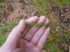 Acacia adoxa
