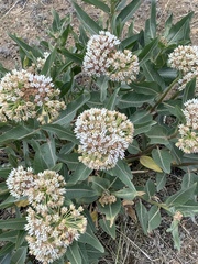 Asclepias hallii