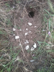 Actinemys marmorata marmorata