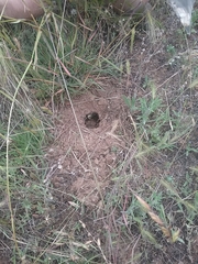 Actinemys marmorata marmorata