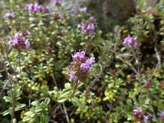Thymus serpyllum