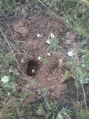 Actinemys marmorata marmorata