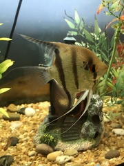 Pterophyllum