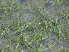 Zostera japonica