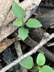 Pterostylis melagramma