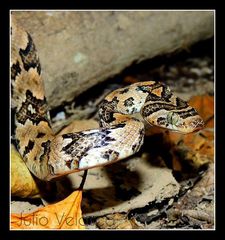 Trimorphodon biscutatus