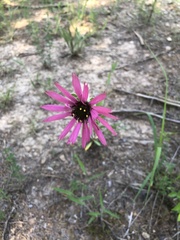 Echinacea tennesseensis
