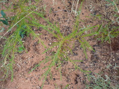 Acacia adoxa