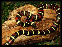 Lampropeltis abnorma