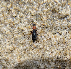 Endeodes collaris