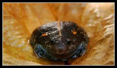 Rhinophrynus dorsalis