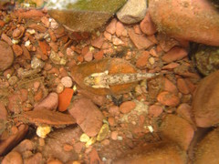 Rhinogobius