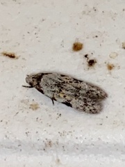 Taygete attributella