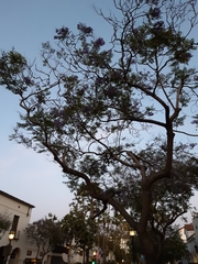 Jacaranda mimosifolia