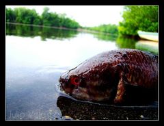 Dormitator latifrons