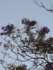 Jacaranda mimosifolia