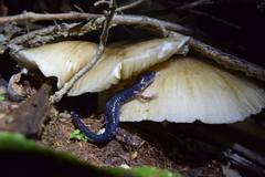 Plethodon shermani