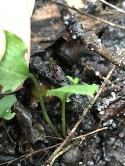 Pterostylis melagramma