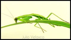 Stagmomantis nahua