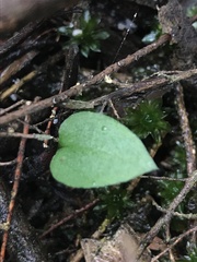 Pterostylis melagramma