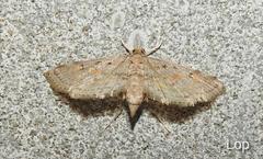 Parapoynx allionealis