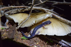 Plethodon shermani