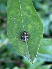 Chrysomela confluens