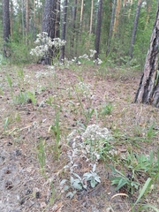 Gypsophila altissima