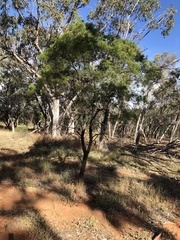 Eremophila mitchellii