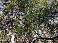 Eremophila mitchellii