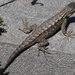 Coast Range Fence Lizard - Photo (c) James Maughn, some rights reserved (CC BY-NC)