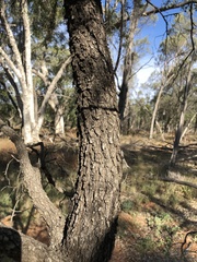 Eremophila mitchellii