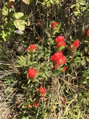 Castilleja latifolia