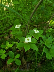 Cornus canadensis