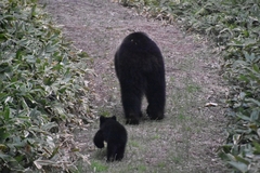 Ursus arctos lasiotus