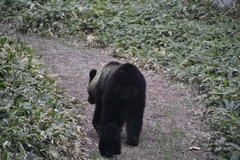 Ursus arctos lasiotus