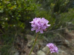 Armeria denticulata