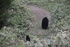 Ursus arctos lasiotus