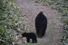 Ursus arctos lasiotus