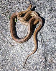 Elaphe quatuorlineata