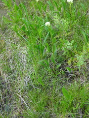 Arnoglossum plantagineum