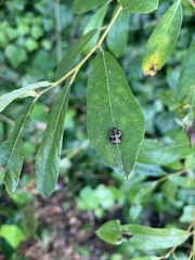 Chrysomela confluens