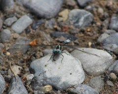 Macrothemis pseudimitans