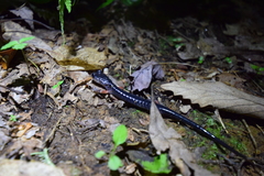 Plethodon shermani