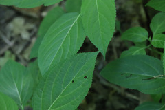 Collinsonia canadensis