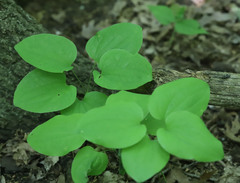 Smilax ecirrhata